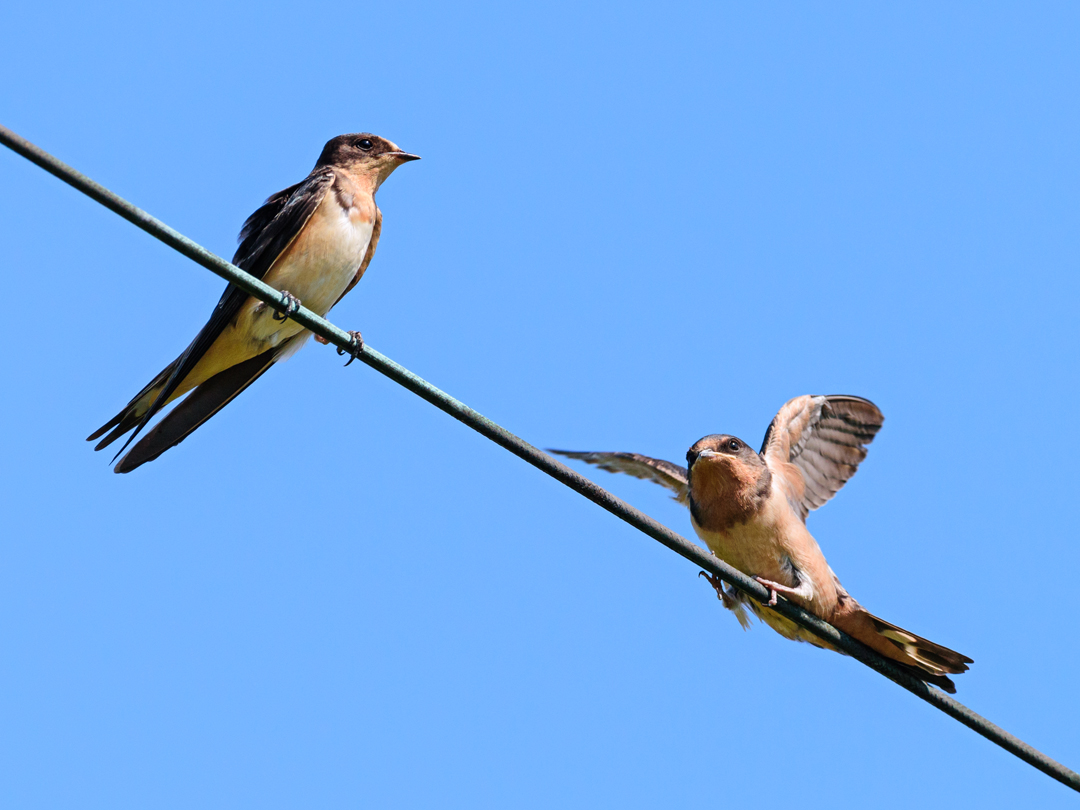 barn-swallows-shayna-marchese